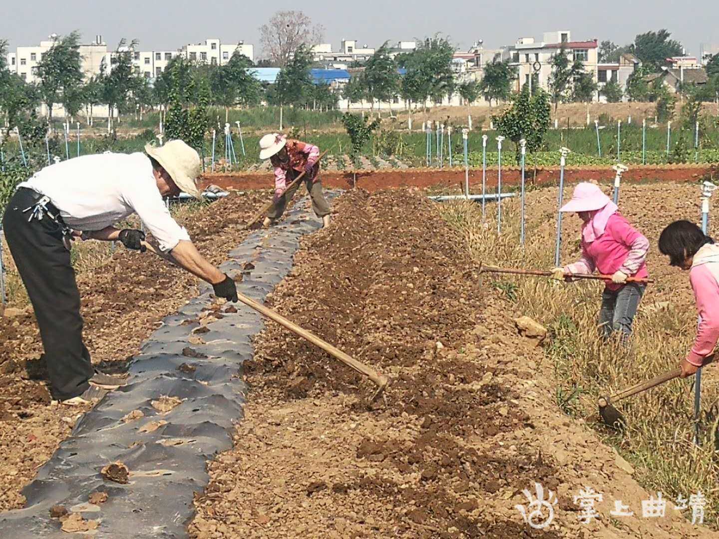 QQ农场种植辅助工具：提升游戏效率，享受农场乐趣的关键